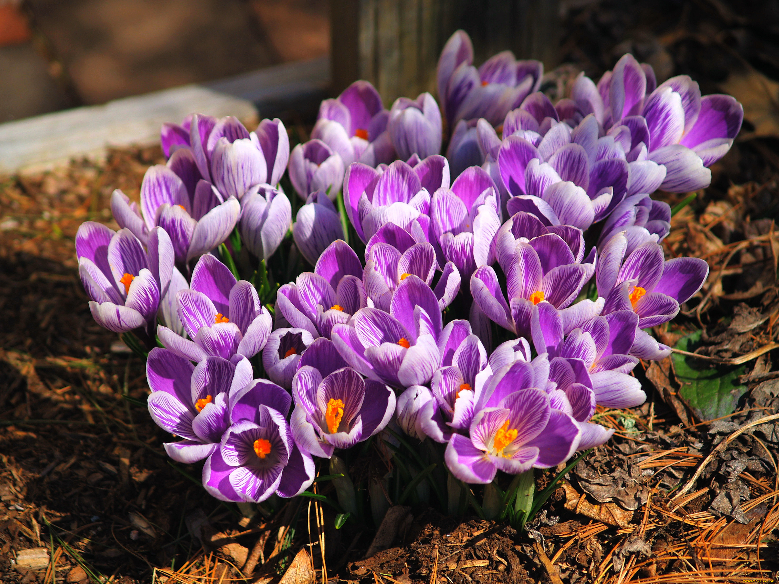 Crocus. Крокус Джипси герл. Крокусы многолетние. Крокус крупноцветковый. Крокус Блюберд.